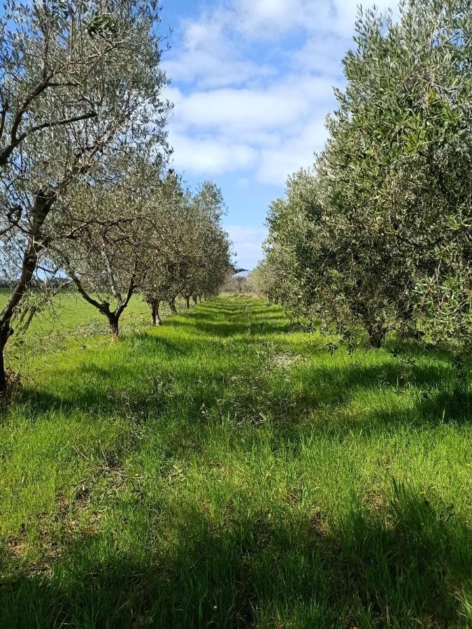 Agriturismo Il Cipresso Вада Экстерьер фото